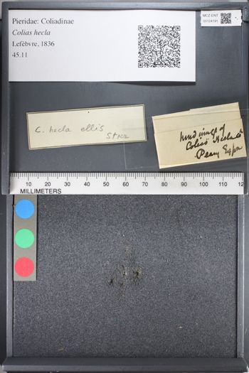 Media type: image;   Entomology 124191